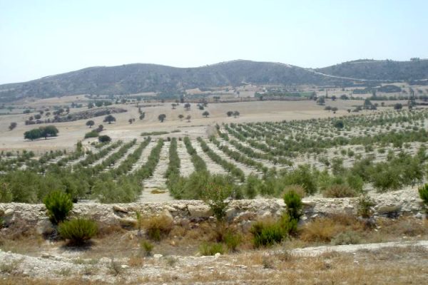 Trifillaris Olive Groves and Mill